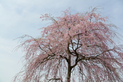 楢山一本桜