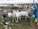 新潟県畜産研究センターふれあい開放デー。山羊とのふれあい