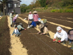 家族総出で作業です