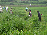 共同で行う畦の除草