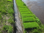 2014年5月の田植えの様子