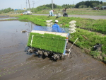 2014年5月の田植えの様子