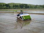 2014年5月の田植えの様子