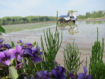 2014年5月の田植えの様子