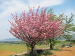 2014年5月の田植えの様子