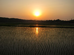 田植え後の田んぼに夕焼け