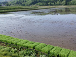 2015年5月の田植えの様子