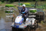 2015年5月の田植えの様子