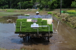 2015年5月の田植えの様子