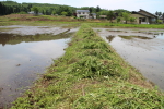 2015年5月の田植えの様子