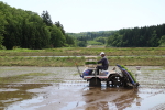 2015年5月の田植えの様子