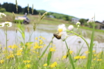 2015年5月の田植えの様子