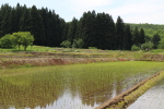 2015年5月の田植えの様子