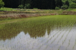 2015年5月の田植えの様子