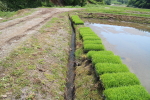 2015年5月の田植えの様子