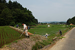 田んぼの除草 2015.06.14