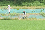 田んぼの除草 2015.06.14