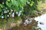 楢山川の紫陽花