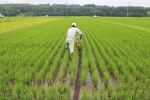 水管理をしやすくし、有機物の分解で出てくるガスを抜き根が元気になるように溝切りをします