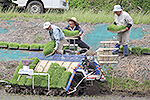 田植え