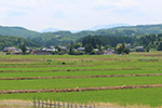 6月の田んぼの様子