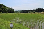 6月の田んぼの様子