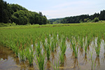 6月の田んぼの様子