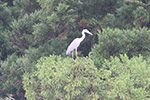 楢山集落に大型の鳥が舞います。