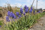 楢山集落に咲く花々