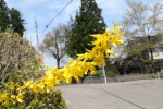 楢山集落に咲く花々