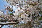 楢山集落に咲く桜