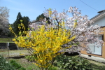 楢山集落に咲く桜