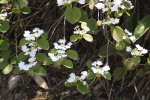 楢山集落に咲く花々