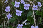 楢山集落に咲く花々