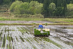 田植えが始まりました。