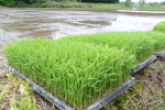 順調にそだったコシヒカリの苗を田植え