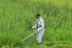 雨の中の草刈り