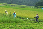 雨の中の草刈り