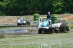 田植え