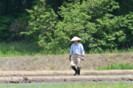 田植え