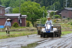 田植え