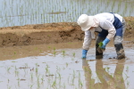 田植え