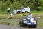 田植え