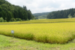 「コシヒカリ」も順調に生育