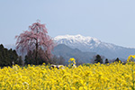 ならやま一本桜