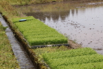 ちほみのりの田植え