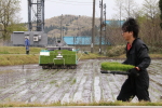 ちほみのりの田植え