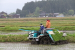 田植え