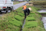 田植え