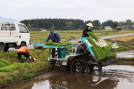 田植え